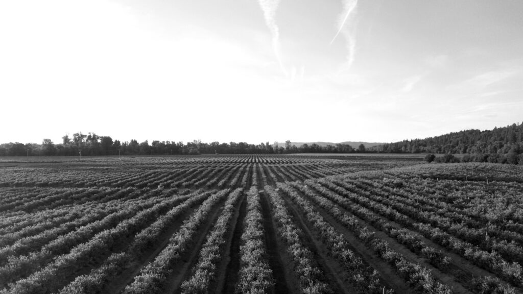 Rows of green crops in field at sunset.
