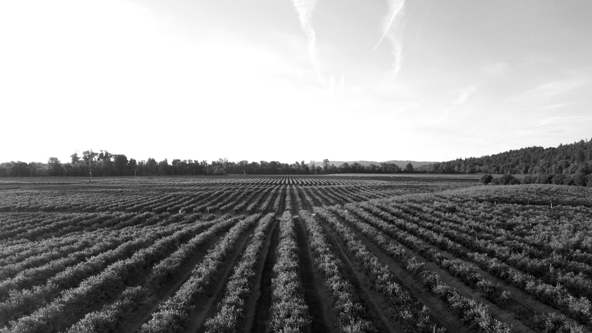 Rows of green crops in field at sunset.