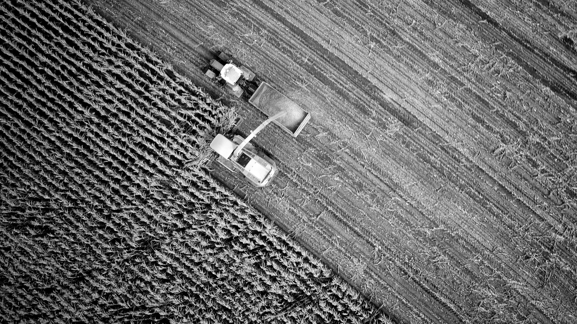 Co-ops marketing & GTM growth: member acquisition and purchasing participation 1 An aerial view of a combine harvester loading corn into a tractor trailer.