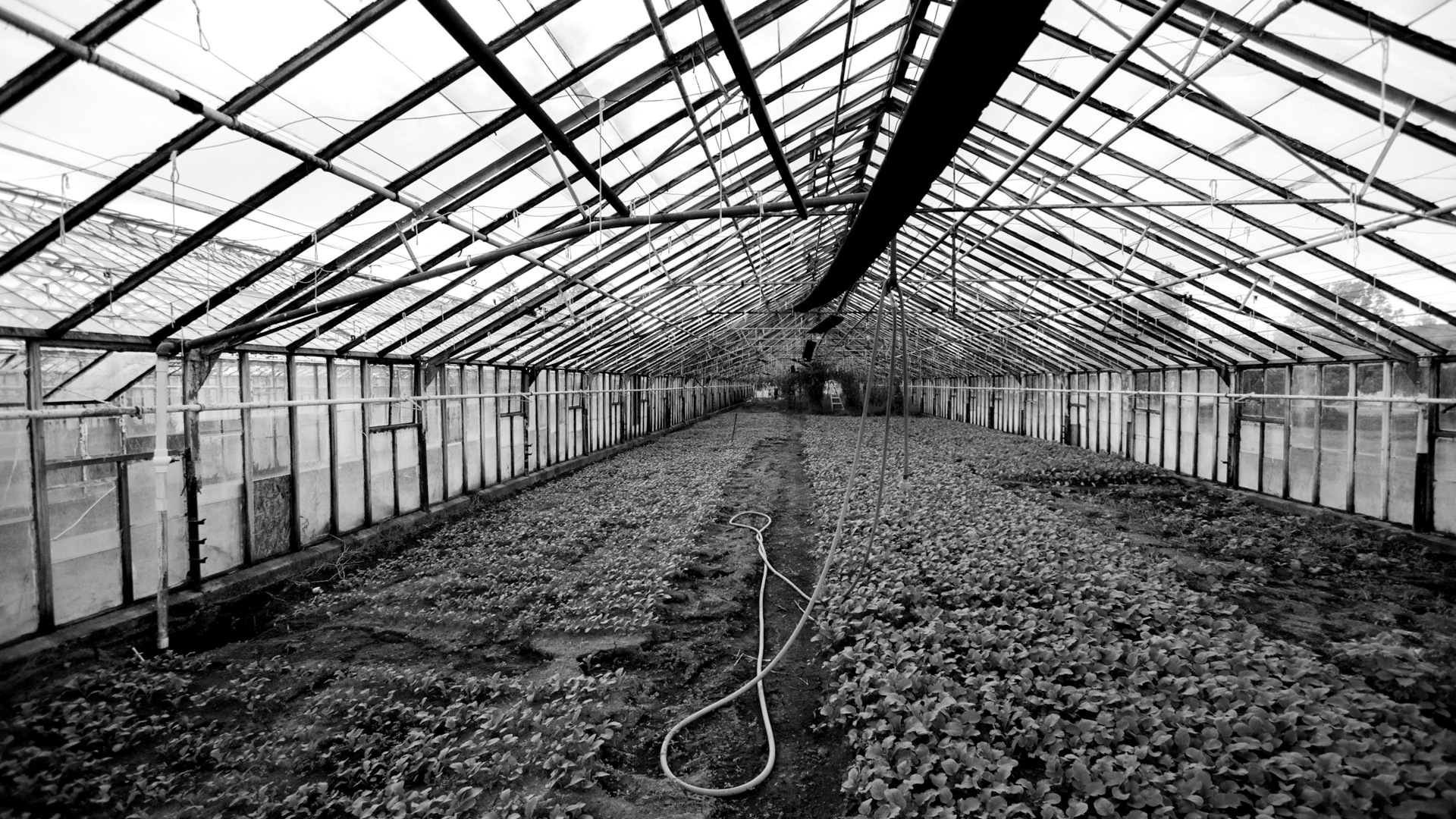 Turf & Ornamental marketing & GTM growth: professional turf demand and channel reorders 1 Greenhouse interior.